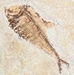 Priscacara & Diplomystus Fossil Fish Plate - x #20821-4